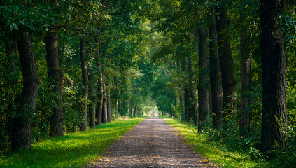 Naklejka premium A long, straight dirt road lined with tall trees and lush green grass