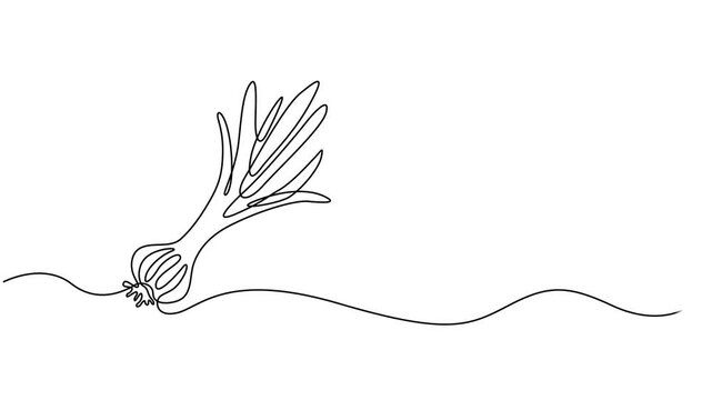 onion stalk animation continuous one line drawing, Leeks, fresh onion stalk illustration, background. One line drawing art illustration with lettering organic leeks, Fresh ingredient concept for veget