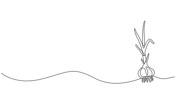 onion stalk animation continuous one line drawing, Leeks, fresh onion stalk illustration, background. One line drawing art illustration with lettering organic leeks, Fresh ingredient concept for veget