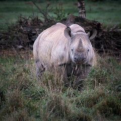Black Rhinoceros in a Field Feeding
