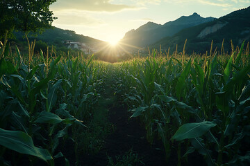 Fresh Sweet Corn on the Stalk Ready for Harvest in a Sunny Organic Farm