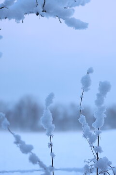 snow covered branches