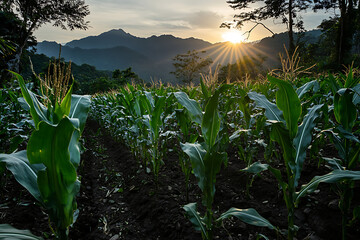 Fresh Sweet Corn on the Stalk Ready for Harvest in a Sunny Organic Farm