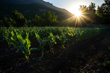 Fresh Sweet Corn on the Stalk Ready for Harvest in a Sunny Organic Farm