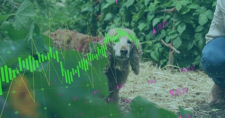 Standing brown spaniel dog on straw in garden, kneeling owner jeans barefoot, showing chart overlay