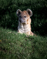 Adult Spotted Hyena Resting on Grass