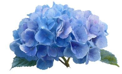 Blue hydrangea flower blossom