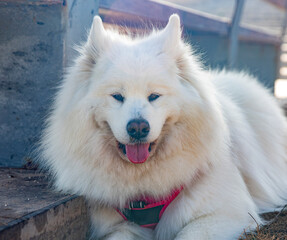 Fototapeta premium Fluffy white dog in daylight outdoors. Cute Samoyed sticking out his tongue