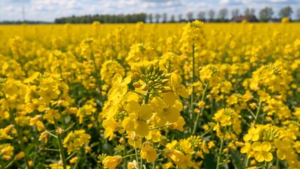 Obraz premium Close up of yellow rapeseed flowers in a field. Vibrant canola blossoms in bloom. Spring agricultural landscape with oilseed crops under a blue sky