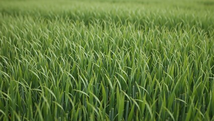 Fototapeta premium A close-up of a lush green field of young wheat with selective focus. Agricultural background representing growth, nature, and the environment