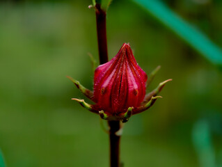 Hibiscus sabdariffa, rosella bud