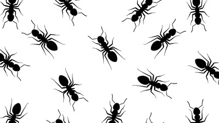 Black Ants Crawling on White Background