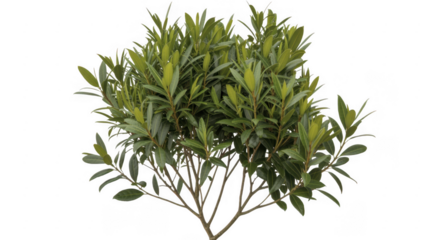 Green plant leafy plant foliage isolated on a transparent background