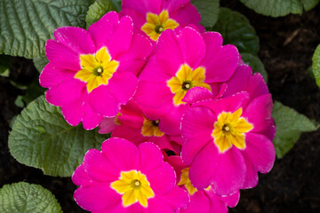 Bright pink primrose flowers blooming in garden close up