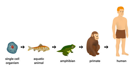 life progression from single cell organism to aquatic animal, amphibian, primate, and modern human. Educational biology diagram explaining natural selection and species development, Evolution concept