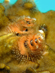 Christmas Tree Worm-Spirobranchus giganteus