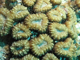 Close-up shot of the fleshy polyps and intricate patterns of Lobophyllia corymbosa hard coral. © lilithlita