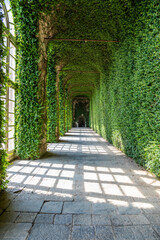 Obraz premium Greenhouse interior perspective with walls covered by ivy. Natural daylight from windows.