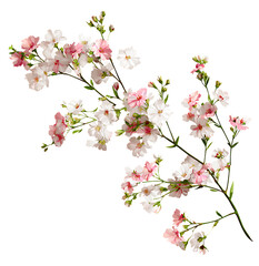 Obraz premium Pink and white blossom branch