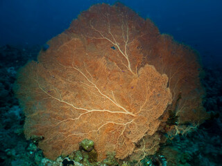 Giant Sea Fan (Annella molis). Taken in Sharm el Sheikh, Egypt. 