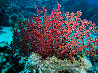 Nidaliidae Coral (Chironephthya variabilis )