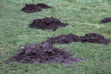 Molehills creating damage on green garden lawn