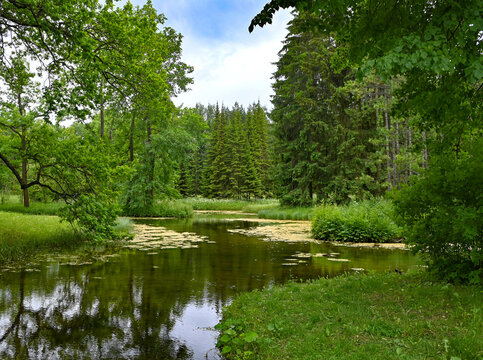 A small pond in the forest