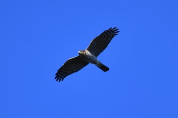 Obraz premium Sparrowhawk in Flight Against Clear Blue Sky