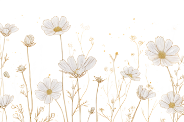 Elegant white and gold cosmos flowers illustration