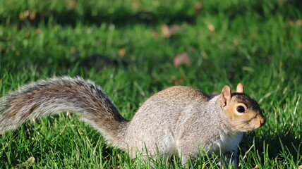 squirrel in the park