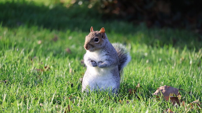 squirrel  - Powered by Adobe