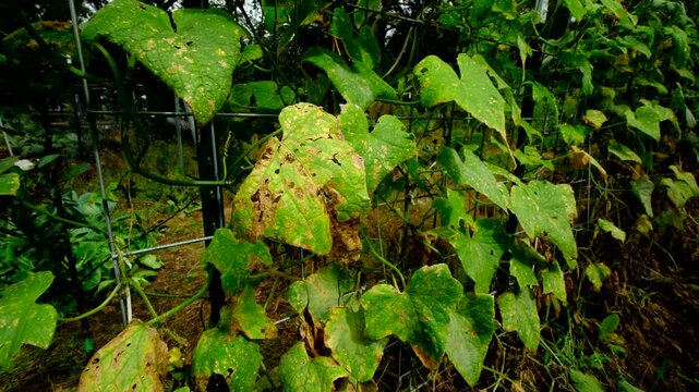 Close up of cucumber leaf withering and moving camera away revealing arch shaped trellis full of dying gherkins while growing plants in fall