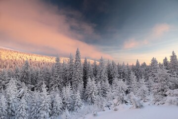 Obraz premium Winter sunrise in the Sudetes Mountains. Pink clouds above the spruce trees growing on the mountainside, Czech Republic.