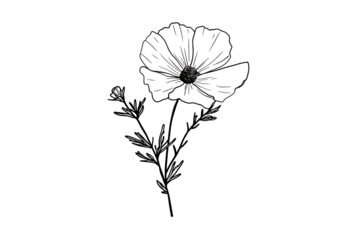 Cosmos flower line art on black