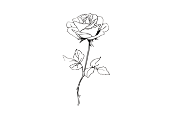 Rose flower outline illustration