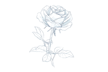 Elegant rose flower with stem and leaves line art