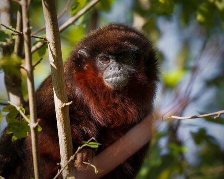 Adult Titi Monkey Sitting in a Tree