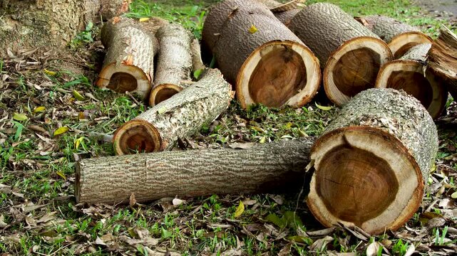 Neatly cut timber logs lying on green grass in a tropical Southeast Asian forest. Clean saw marks on wood trunks showing raw material harvesting and forestry industry concept.