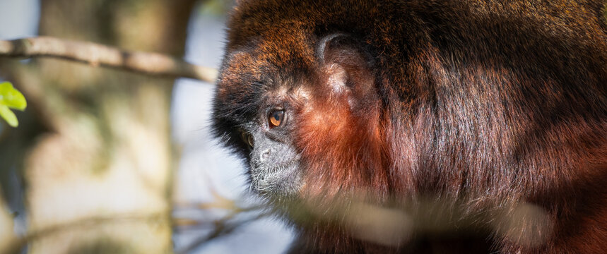Adult Titi Monkey Sitting in a Tree