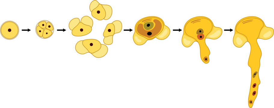 Sexual process in spruce from the microspore mother cell to the male gametophyte (pollen grain). Pollen germination and pollen tube growth in gymnosperms.