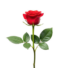 Single red rose isolated on transparent background