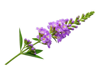 Obraz premium Delicate purple flowers bloom on a green stem against a black background