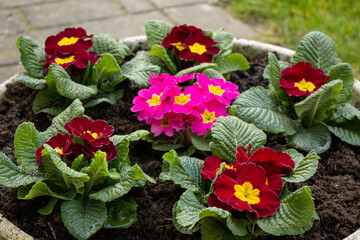 Spring floral background with pink primrose flowers