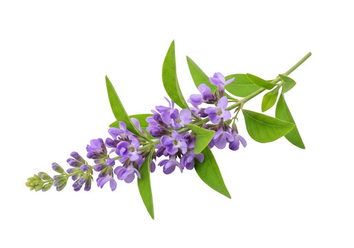 Delicate purple flowers on a green stem against a black background