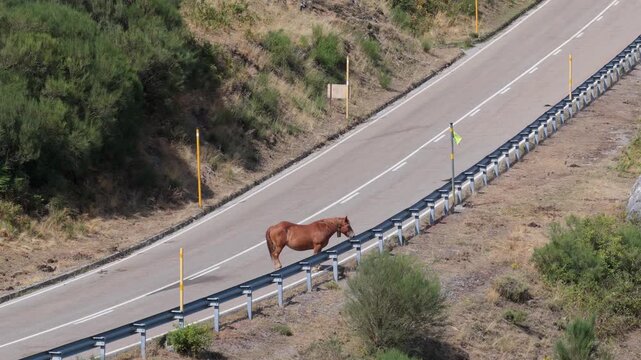 A horse is standing on the roadway of a mountain road.
