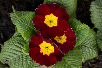 Blooming pink primula flowers in garden bed