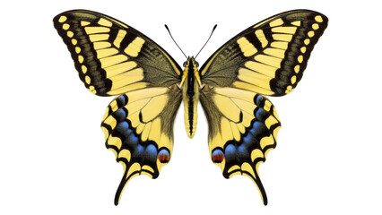 Naklejka premium Swallowtail butterfly PNG isolated on transparent background, yellow and black insect with detailed wings for design projects