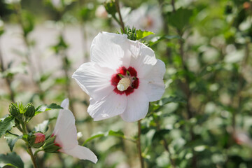 Obraz premium fiore di ibisco (Hibiscus syriacus) dai petali bianchi e la parte centrale rossa, visto frontalmente, di giorno, in estate, all'aperto, in primo piano