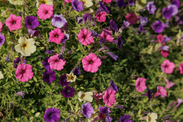 Obraz premium grande pianta floreale dai fiori color rosa, viola e giallo, di giorno, in estate