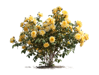Yellow rose bush with transparent background
